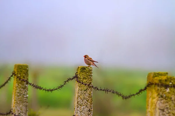 Trumpeter Finch. Barbed wire. Nature background.