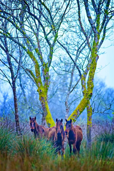 Wilde Paardenrennen Bos Ochtend Achtergrond Abstracte Natuurfotografie — Stockfoto