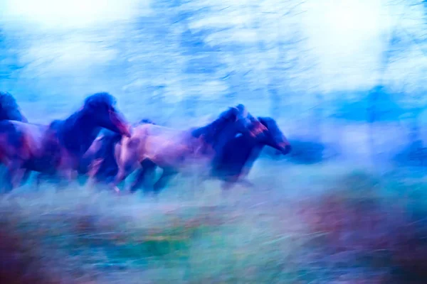 Caballos Salvajes Corriendo Bosque Fondo Matutino Fotografía Abstracta Naturaleza — Foto de Stock