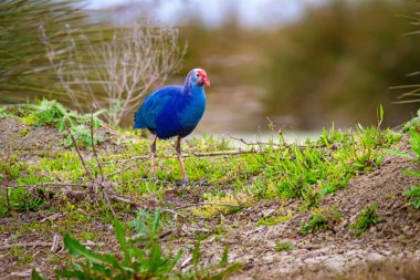 Mavi kuş Swamphen. Kuş: Mor Bataklık. Porphyrio porphyrio. Doğal Arka Plan. Kzlrmak Deltasi, Samsun, Türkiye.