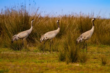 Büyük güzel bir kuş Crane. Doğa habitat arka plan. Kuş: Ortak Vinç. Grus grus.