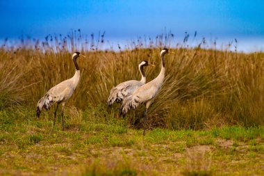 Büyük güzel bir kuş Crane. Doğa habitat arka plan. Kuş: Ortak Vinç. Grus grus.