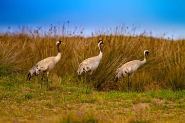 Büyük güzel bir kuş Crane. Doğa habitat arka plan. Kuş: Ortak Vinç. Grus grus.