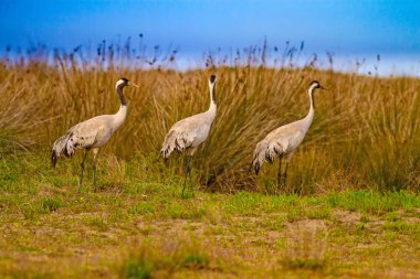 Büyük güzel bir kuş Crane. Doğa habitat arka plan. Kuş: Ortak Vinç. Grus grus.