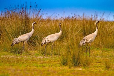 Büyük güzel bir kuş Crane. Doğa habitat arka plan. Kuş: Ortak Vinç. Grus grus.