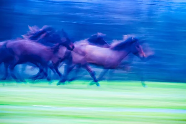 Wildpferde Rennen Wald Und Morgengrauen Abstrakte Naturfotografie — Stockfoto