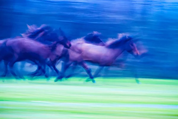 Caballos Salvajes Corriendo Bosque Fondo Matutino Fotografía Abstracta Naturaleza — Foto de Stock