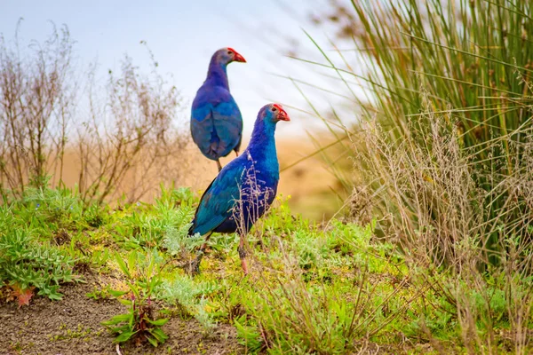 Blue bird Swamphen. Bird: Purple Swamphen. Porphyrio porphyrio. Natural Background.  Kzlrmak Deltasi, Samsun, Turkey.