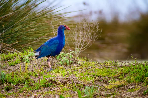 Blue bird Swamphen. Bird: Purple Swamphen. Porphyrio porphyrio. Natural Background.  Kzlrmak Deltasi, Samsun, Turkey.