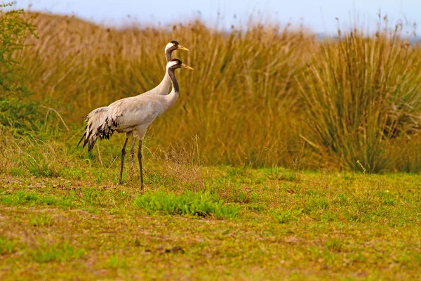 Stor Vacker Fågel Kran Natur Habitat Bakgrund Fågel Gemensam Kran — Stockfoto