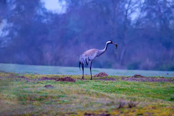 Duży Piękny Ptak Żuraw Tło Siedliska Przyrodniczego Ptak Common Crane — Zdjęcie stockowe