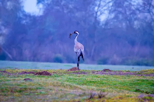 Gran Pájaro Grúa Hermosa Fondo Hábitat Natural Ave Grulla Común — Foto de Stock