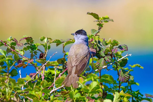 Cute bird on tree. Natural background.