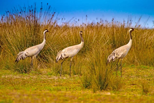 Großer Schöner Vogelkran Lebensraum Natur Hintergrund Vogel Kranich Rotkehlchen — Stockfoto