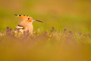 Sevimli kuş çemberi. Sarı yeşil doğa habitat arka plan. Kuş: Avrasya Hoopoe. Upupa epops.