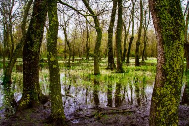 Sonbahar, orman ve su. Renkli doğa arka plan. 