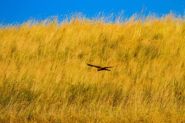 Yırtıcı kuş. Kuş: Batı Bataklık Harrier. Sirk aeruginosus. Sarı doğa arka planı.
