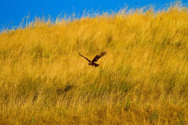 Yırtıcı kuş. Kuş: Batı Bataklık Harrier. Sirk aeruginosus. Sarı doğa arka planı.