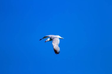 Uçan martı. Audouins Gull. Doğal arka plan.