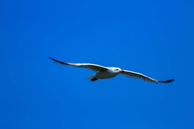Uçan martı. Audouins Gull. Doğal arka plan.