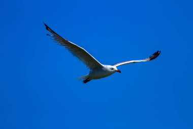 Uçan martı. Audouins Gull. Doğal arka plan.
