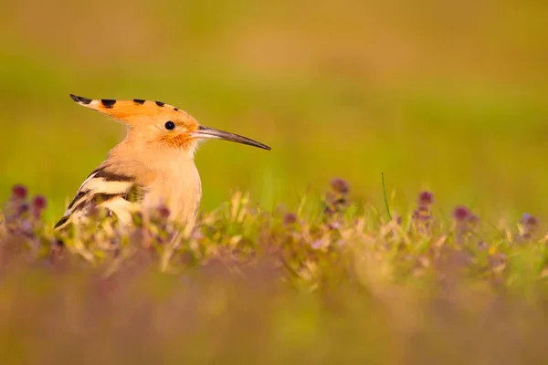 Niedlicher Vogel Wiedehopf Gelb Grüne Natur Lebensraum Hintergrund Vogel Eurasischer — Stockfoto