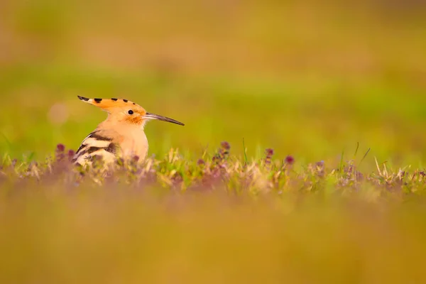 Niedlicher Vogel Wiedehopf Gelb Grüne Natur Lebensraum Hintergrund Vogel Eurasischer — Stockfoto