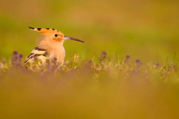 Niedlicher Vogel Wiedehopf Gelb Grüne Natur Lebensraum Hintergrund Vogel Eurasischer — Stockfoto