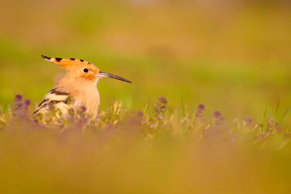 Niedlicher Vogel Wiedehopf Gelb Grüne Natur Lebensraum Hintergrund Vogel Eurasischer — Stockfoto