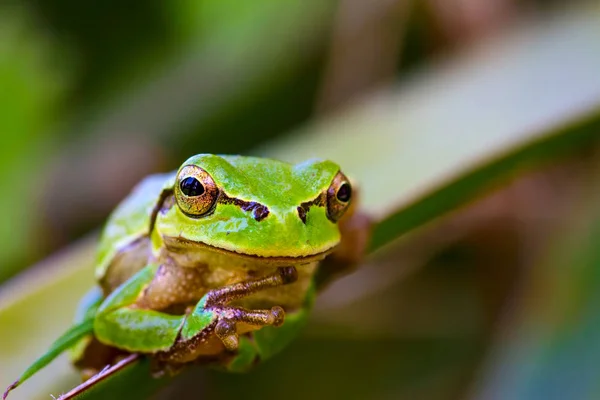 かわいい木のカエル 緑の自然の生息地の背景 — ストック写真