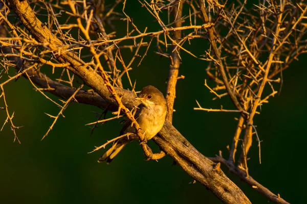 Ładny Ptak Drzewie Naturalne Tło — Zdjęcie stockowe