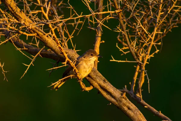 Милая Птичка Дереве Естественный Фон — стоковое фото