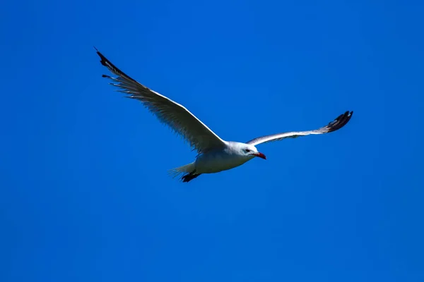 Vliegende Zeem Audouins Gull Natuurlijke Achtergrond — Stockfoto