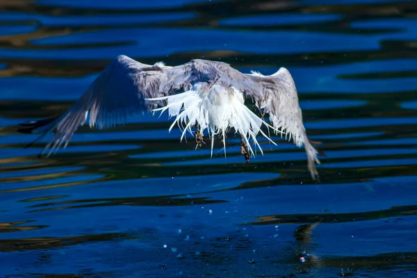 Gaivota Voadora Audouins Gull Fundo Natural — Fotografia de Stock