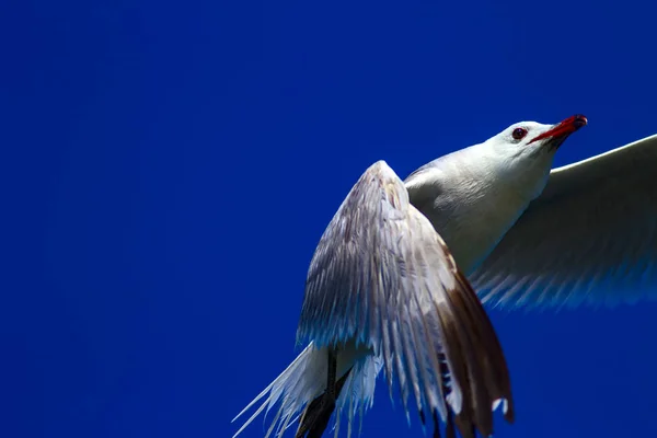 Gaviota Voladora Gaviota Audouins Fondo Natural — Foto de Stock