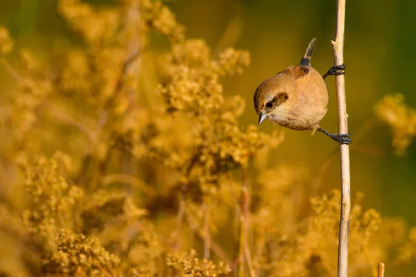 Lindo Pájaro Pájaro Rama Fondo Amarillo Verde Hábitat Naturaleza Bird — Foto de Stock