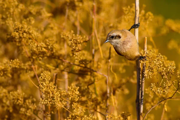 Roztomilá Ptáčku Pták Větvi Pozadí Žlutého Zeleného Přírodního Habitatu Pták — Stock fotografie