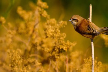 Sevimli kuş. Daldaki kuş. Sarı yeşil doğa habitat arka plan. Kuş: Avrasya Penduline Tit. Remiz pendulinus. 