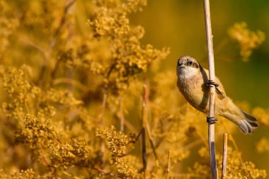 Sevimli kuş. Daldaki kuş. Sarı yeşil doğa habitat arka plan. Kuş: Avrasya Penduline Tit. Remiz pendulinus. 