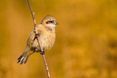 Sevimli kuş. Daldaki kuş. Sarı yeşil doğa habitat arka plan. Kuş: Avrasya Penduline Tit. Remiz pendulinus. 