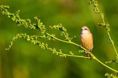Sevimli kuş. Daldaki kuş. Sarı yeşil doğa habitat arka plan. Kuş: Avrasya Penduline Tit. Remiz pendulinus. 
