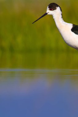 Sevimli su kuşu. Siyah kanatlı Stilt. Renkli doğa habitat arka plan. Siyah kanatlı Stilt Himantopus himantopus.