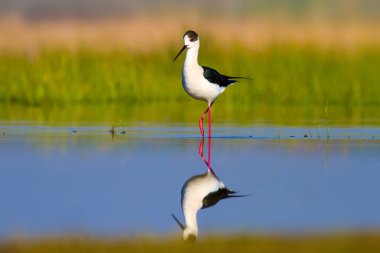 Sevimli su kuşu. Siyah kanatlı Stilt. Renkli doğa habitat arka plan. Siyah kanatlı Stilt Himantopus himantopus.