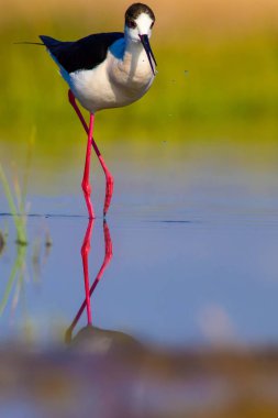 Sevimli su kuşu. Siyah kanatlı Stilt. Renkli doğa habitat arka plan. Siyah kanatlı Stilt Himantopus himantopus.