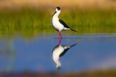 Sevimli su kuşu. Siyah kanatlı Stilt. Renkli doğa habitat arka plan. Siyah kanatlı Stilt Himantopus himantopus.