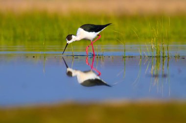 Sevimli su kuşu. Siyah kanatlı Stilt. Renkli doğa habitat arka plan. Siyah kanatlı Stilt Himantopus himantopus.