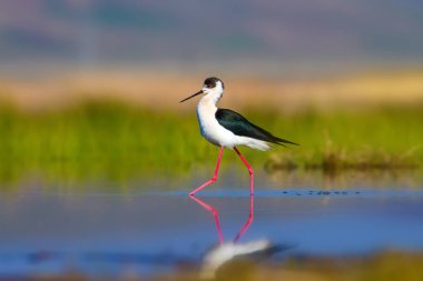 Sevimli su kuşu. Siyah kanatlı Stilt. Renkli doğa habitat arka plan. Siyah kanatlı Stilt Himantopus himantopus.