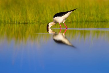 Sevimli su kuşu. Siyah kanatlı Stilt. Renkli doğa habitat arka plan. Siyah kanatlı Stilt Himantopus himantopus.