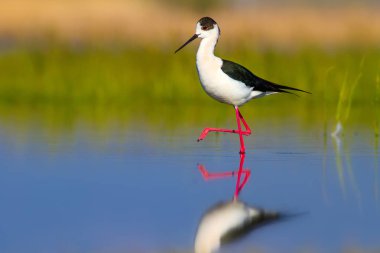 Sevimli su kuşu. Siyah kanatlı Stilt. Renkli doğa habitat arka plan. Siyah kanatlı Stilt Himantopus himantopus.