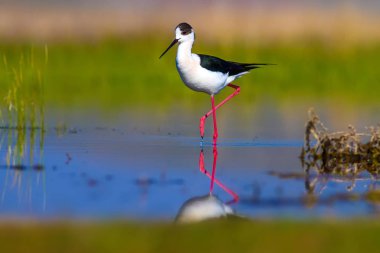 Sevimli su kuşu. Siyah kanatlı Stilt. Renkli doğa habitat arka plan. Siyah kanatlı Stilt Himantopus himantopus.